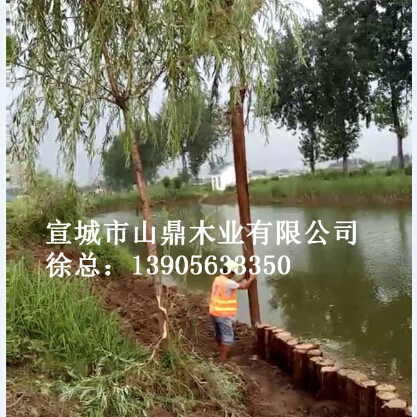 杉木桩、河道护坡桩
