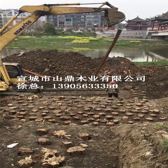 杉木桩、河道护坡桩
